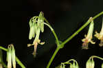 Tall rattlesnakeroot